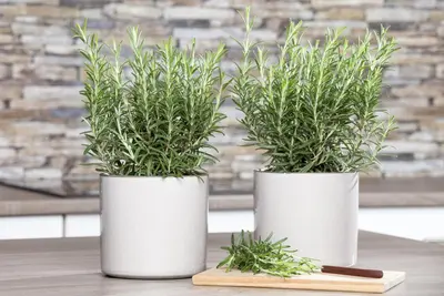 Rosmarinus officinalis (Rozemarijn) - afbeelding 39