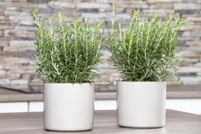 Rosmarinus officinalis (Rozemarijn) - afbeelding 41