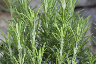 Rosmarinus officinalis (Rozemarijn) - afbeelding 45