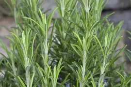 Rosmarinus officinalis (Rozemarijn) - afbeelding 45