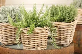 Rosmarinus officinalis (Rozemarijn) - afbeelding 55