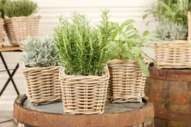 Rosmarinus officinalis (Rozemarijn) - afbeelding 56