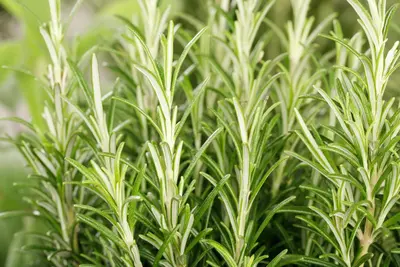 Rosmarinus officinalis (Rozemarijn) - afbeelding 57