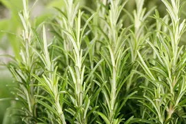 Rosmarinus officinalis (Rozemarijn) - afbeelding 57