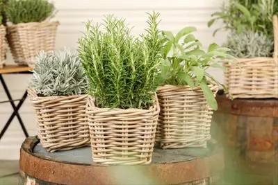 Rosmarinus officinalis (Rozemarijn) - afbeelding 59