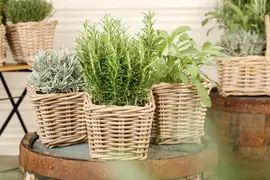 Rosmarinus officinalis (Rozemarijn) - afbeelding 59