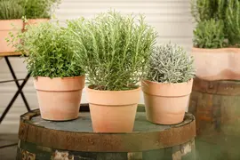 Rosmarinus officinalis (Rozemarijn) - afbeelding 61