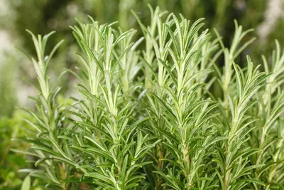 Rosmarinus officinalis (Rozemarijn) - afbeelding 65
