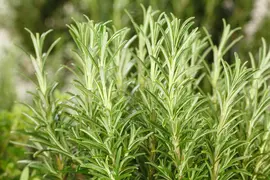 Rosmarinus officinalis (Rozemarijn) - afbeelding 65