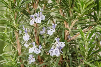 Rosmarinus officinalis (Rozemarijn) - afbeelding 66