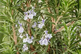 Rosmarinus officinalis (Rozemarijn) - afbeelding 66
