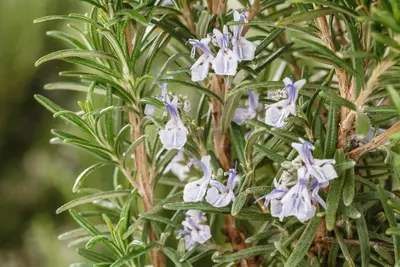 Rosmarinus officinalis (Rozemarijn) - afbeelding 67