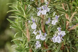 Rosmarinus officinalis (Rozemarijn) - afbeelding 67
