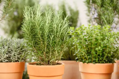 Rosmarinus officinalis (Rozemarijn) - afbeelding 69