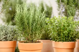 Rosmarinus officinalis (Rozemarijn) - afbeelding 69