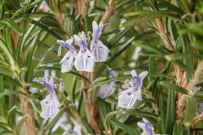 Rosmarinus officinalis (Rozemarijn) - afbeelding 70