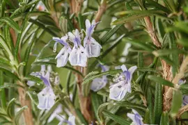 Rosmarinus officinalis (Rozemarijn) - afbeelding 70