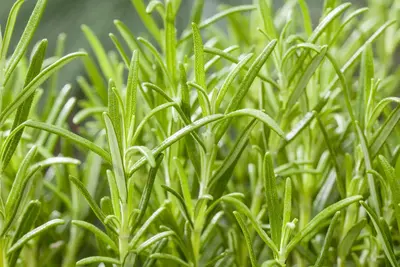 Rosmarinus officinalis (Rozemarijn) - afbeelding 74