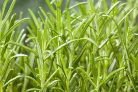 Rosmarinus officinalis (Rozemarijn) - afbeelding 74