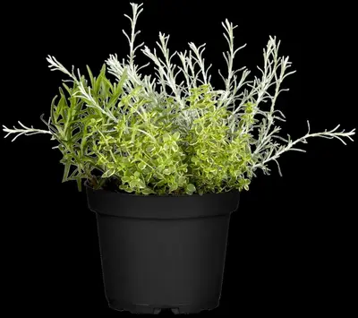 Rosmarinus officinalis (Rozemarijn) - afbeelding 30