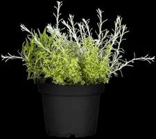 Rosmarinus officinalis (Rozemarijn) - afbeelding 30