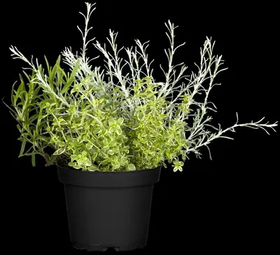 Rosmarinus officinalis (Rozemarijn) - afbeelding 24