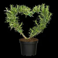 Rosmarinus officinalis (Rozemarijn) - afbeelding 80
