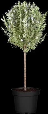 Rosmarinus officinalis, Stamm (Rozemarijn) - afbeelding 4