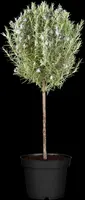 Rosmarinus officinalis, Stamm (Rozemarijn) - afbeelding 3