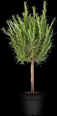 Rosmarinus officinalis, Stamm (Rozemarijn) - afbeelding 6