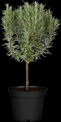 Rosmarinus officinalis, Stamm (Rozemarijn) - afbeelding 5