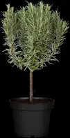 Rosmarinus officinalis, Stamm (Rozemarijn) - afbeelding 5