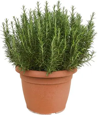 Rosmarinus officinalis, Stamm (Rozemarijn) - afbeelding 1