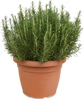 Rosmarinus officinalis, Stamm (Rozemarijn) - afbeelding 1