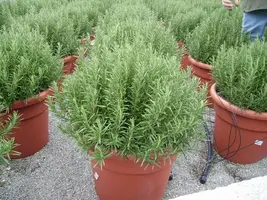 Rosmarinus officinalis, Stamm (Rozemarijn) - afbeelding 1