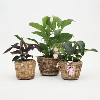 Rotan Drypot Abaca plantenmand 35x30cm - afbeelding 2