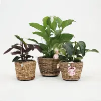 Rotan Drypot Abaca plantenmand 35x30cm - afbeelding 2