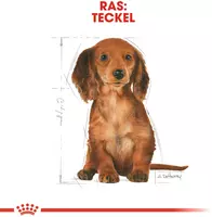 Royal Canin Dachshund puppy 1,5kg - afbeelding 5