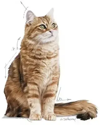 Royal Canin Digestive Care kattenvoer 2kg - afbeelding 3