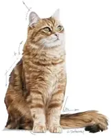 Royal Canin Digestive Care kattenvoer 2kg - afbeelding 3