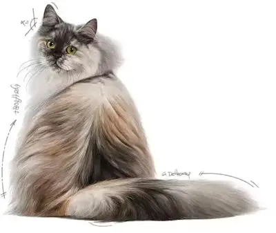 Royal Canin Hair & Skin Care natvoer in jus 85g - afbeelding 3