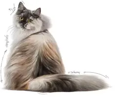 Royal Canin Hair & Skin Care natvoer in jus 85g - afbeelding 3