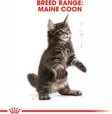 Royal Canin Maine Coone Kitten 2kg - afbeelding 6