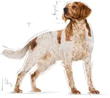 Royal Canin Medium Adult natvoer 140g - afbeelding 4