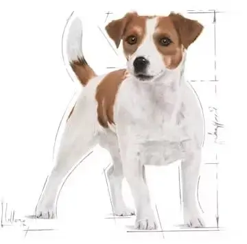Royal Canin Mini Adult natvoer 85g - afbeelding 3