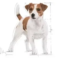 Royal Canin Mini Adult natvoer 85g - afbeelding 3