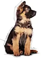 Royal Canin natvoer Maxi Puppy 85g - afbeelding 5