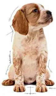 Royal Canin natvoer Medium Puppy 85g - afbeelding 5