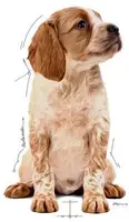 Royal Canin natvoer Medium Puppy 85g - afbeelding 5