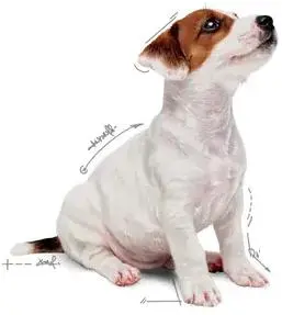 Royal Canin natvoer Mini Puppy 85g - afbeelding 4